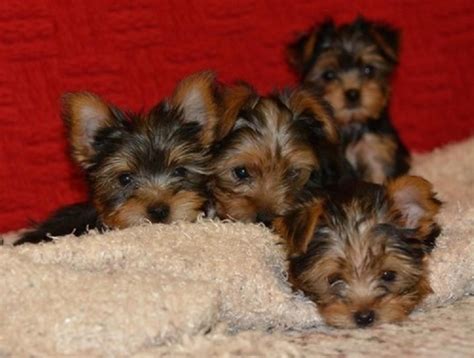 Cute Yorkie puppies ready for new loving and caring homes call or text me on 1 (972)5446678. . Yorkies for sale in pa